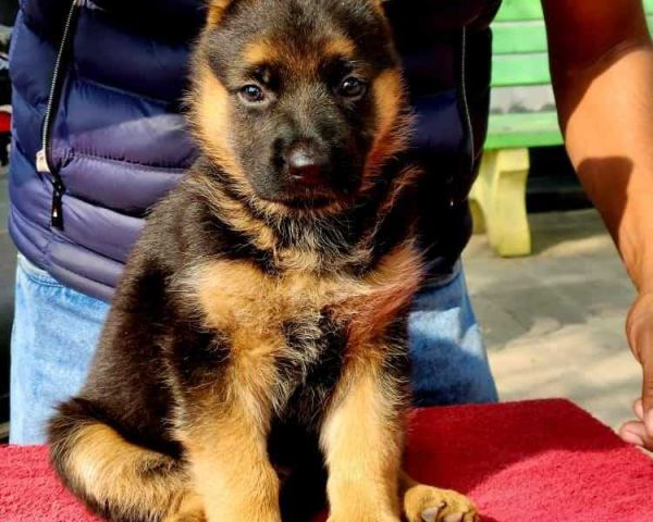 🇸🇦 German Shepherd Puppies for sale