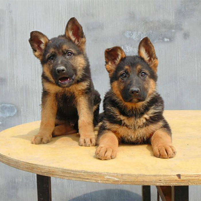 🇸🇦 German Shepherd Puppies for sale - Image 3