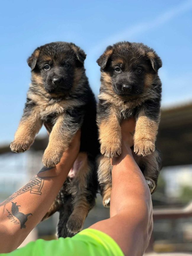 🇸🇦 German Shepherd Puppies for sale - Image 4