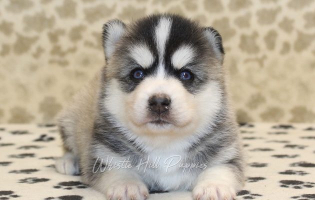 Pomsky Puppies For Sale