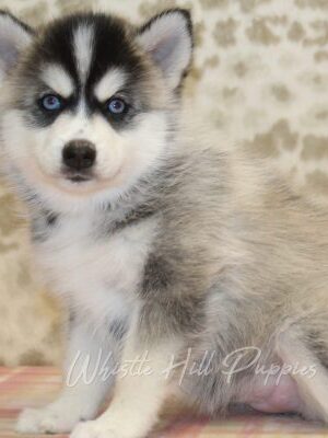 Pomsky Puppies For Sale