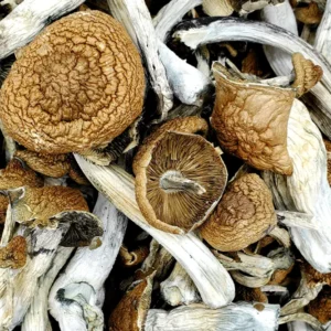 🇬🇧Mushrooms Psilocybin   $167 quatar ounze