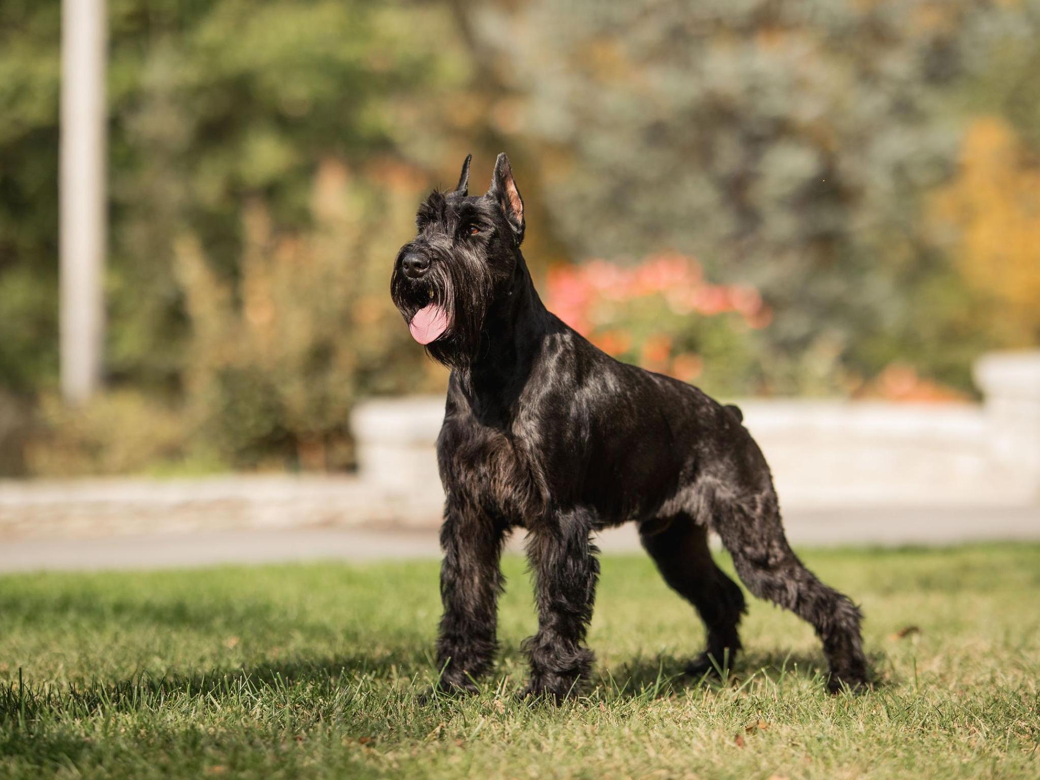 🇵🇱 Giant Schnauzer Puppies For Sale