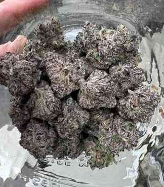 🇺🇸BLACK WEED PURPLE HUED $8/G