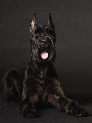 🇵🇱 Giant Schnauzer Puppies For Sale