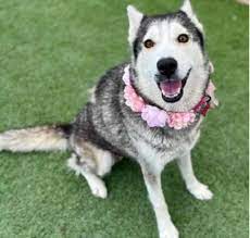 🇺🇸 Dogs for sale at affordable price