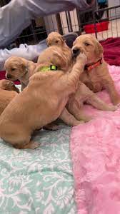 🇺🇸 Golden Retriever Puppies for sale