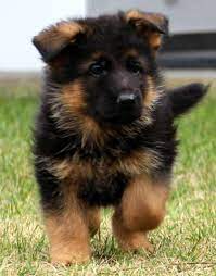 🇸🇦 German Shepherd Puppies for sale - Image 5