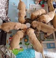 🇺🇸 Golden Retriever Puppies for sale