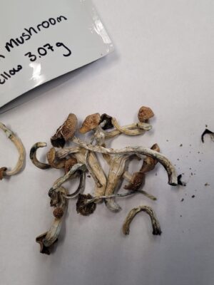 🍄 magic Mushrooms or Spores 3g=$45