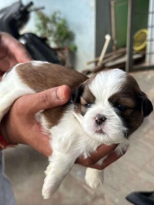 🇻🇳 puppies for adoption