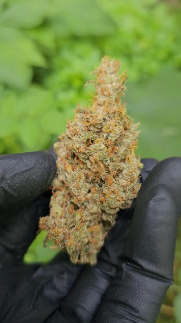 🇨🇦Super Silver Haze weed per 1 gram