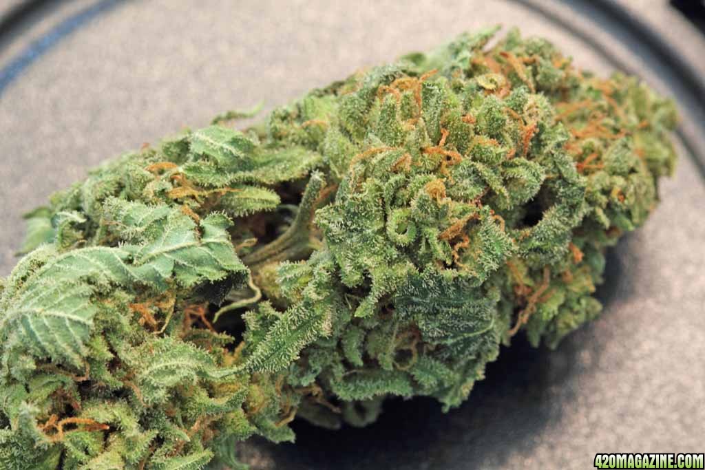 🇧🇭Blue Cheese weed strain 1gram