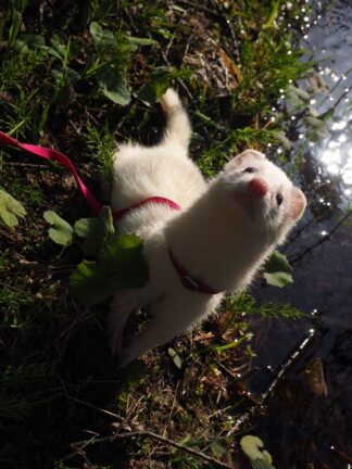Ferret for rehoming