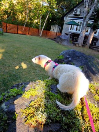 ferret for rehoming