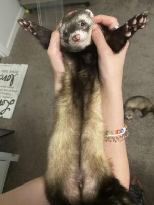 Ferret for rehoming