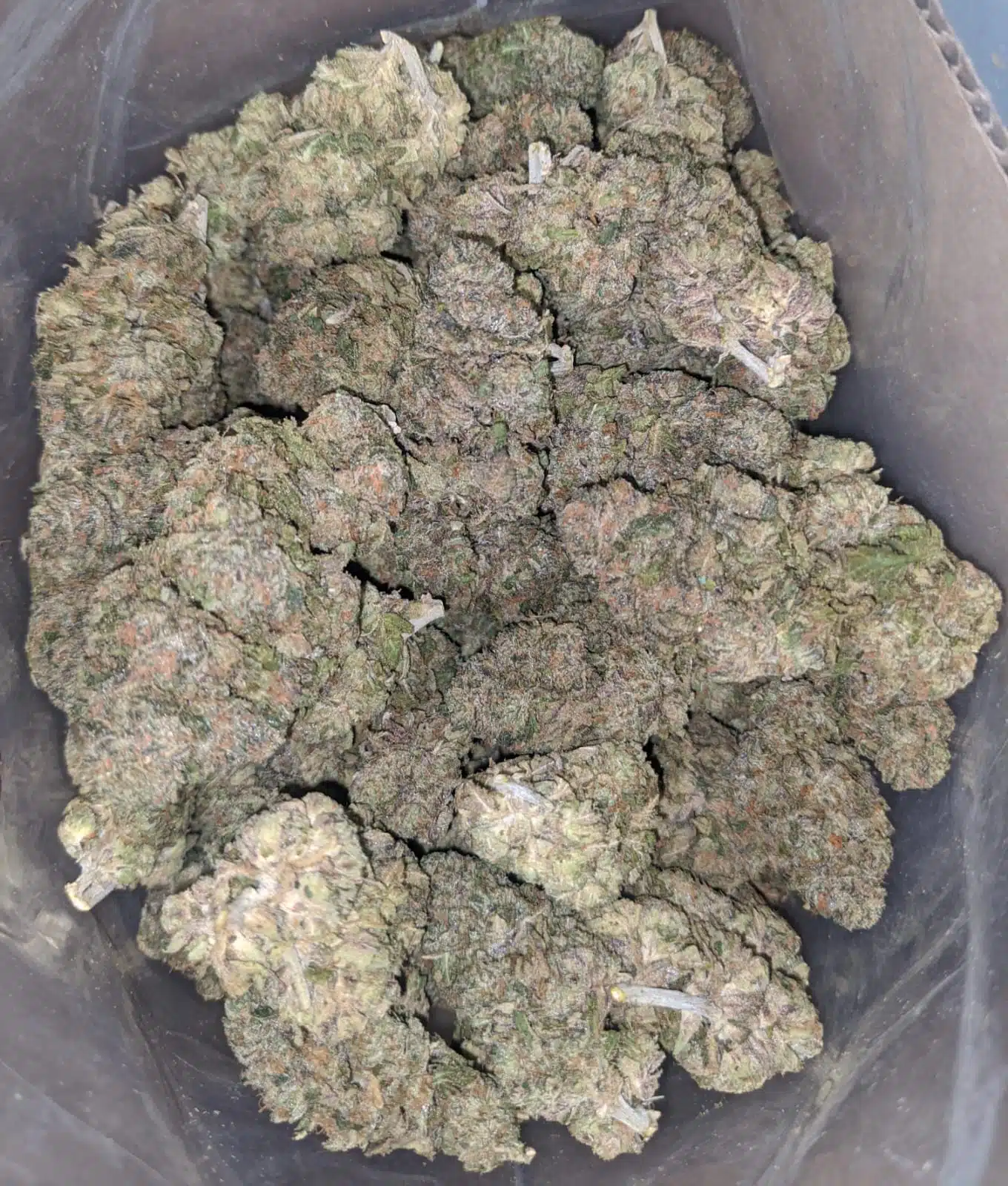 Guava runtz strain. $650 per pound high quality weed