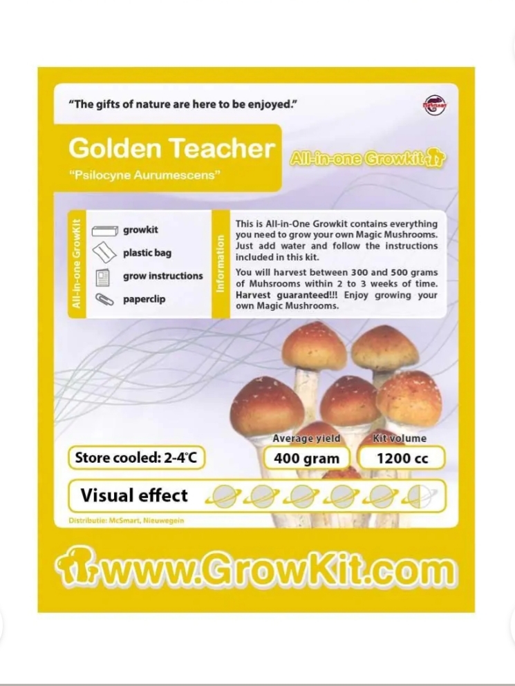 Golden teacher magic mushroom growkit
