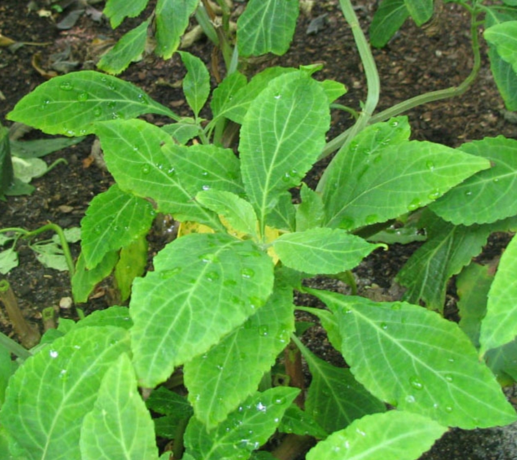 Indian elements salvia divinorum leaf