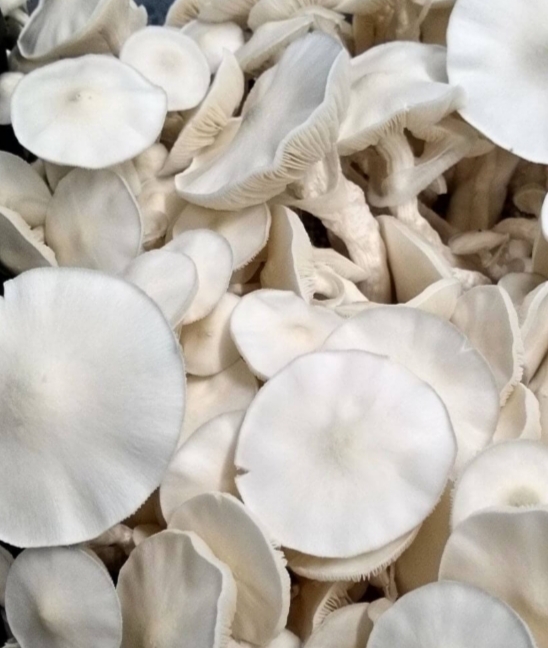 Avery's Albino mushroom